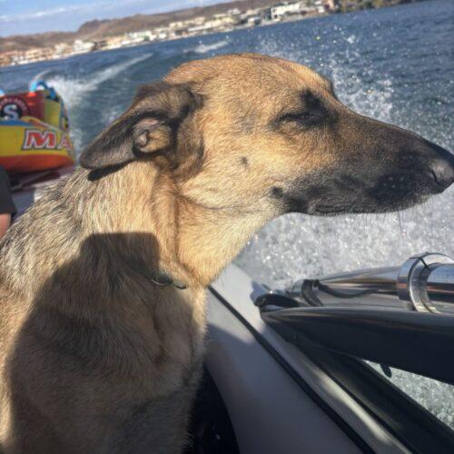 Enlarge LULU*, a Adoptable German Shepherd Dog in San Juan Capistrano, CA image 1/3