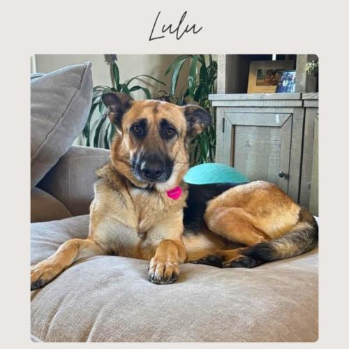 Enlarge LULU*, a Adoptable German Shepherd Dog in San Juan Capistrano, CA image 2/3
