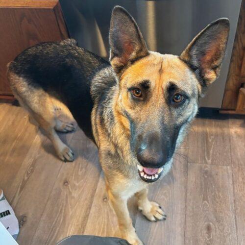 Enlarge LULU*, a Adoptable German Shepherd Dog in San Juan Capistrano, CA image 3/3