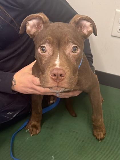 Enlarge Poncho, an adopted mixed breed in Cleveland, OH image 1/1