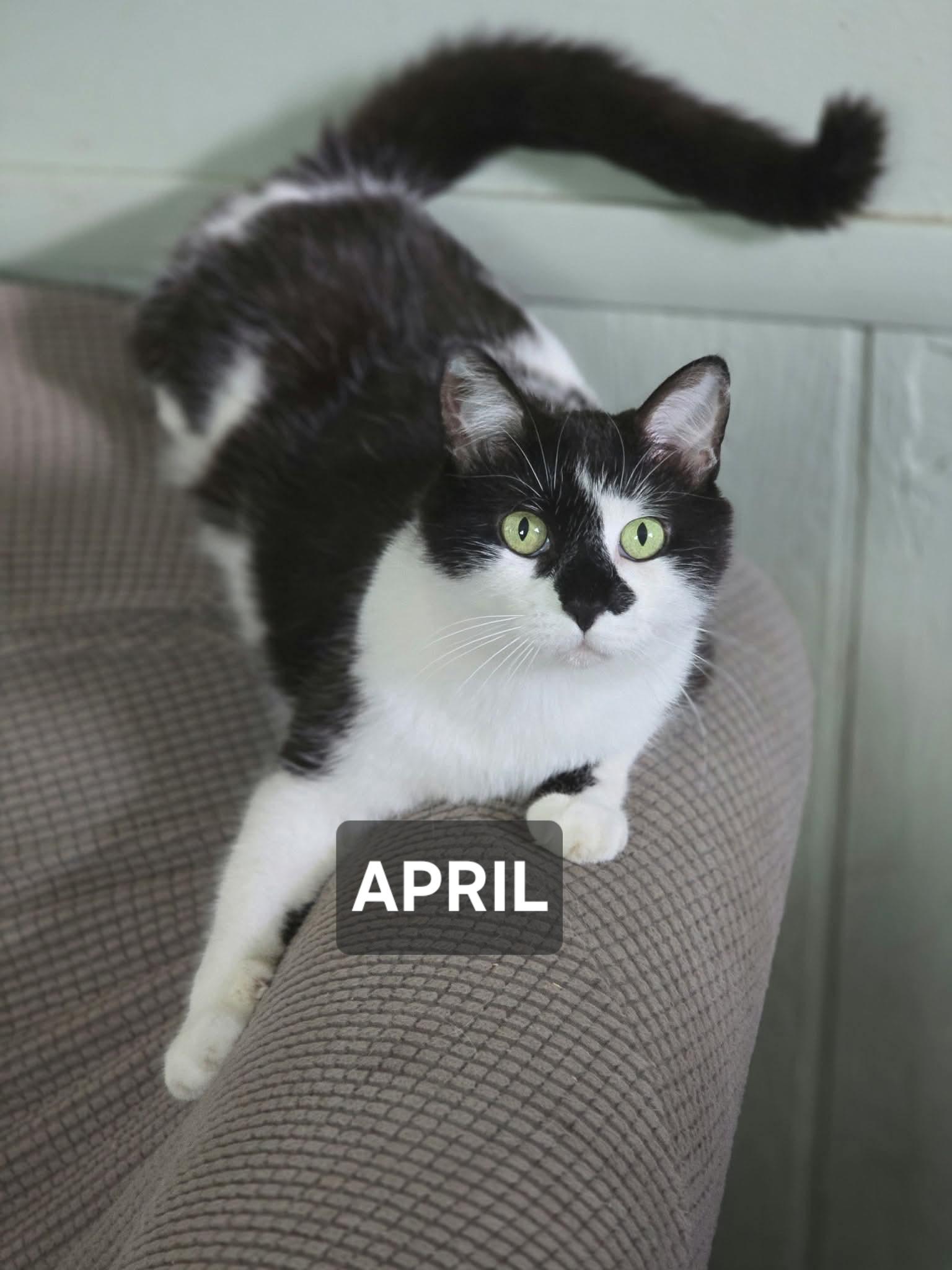April, adopted, Adult Female Domestic Short Hair.