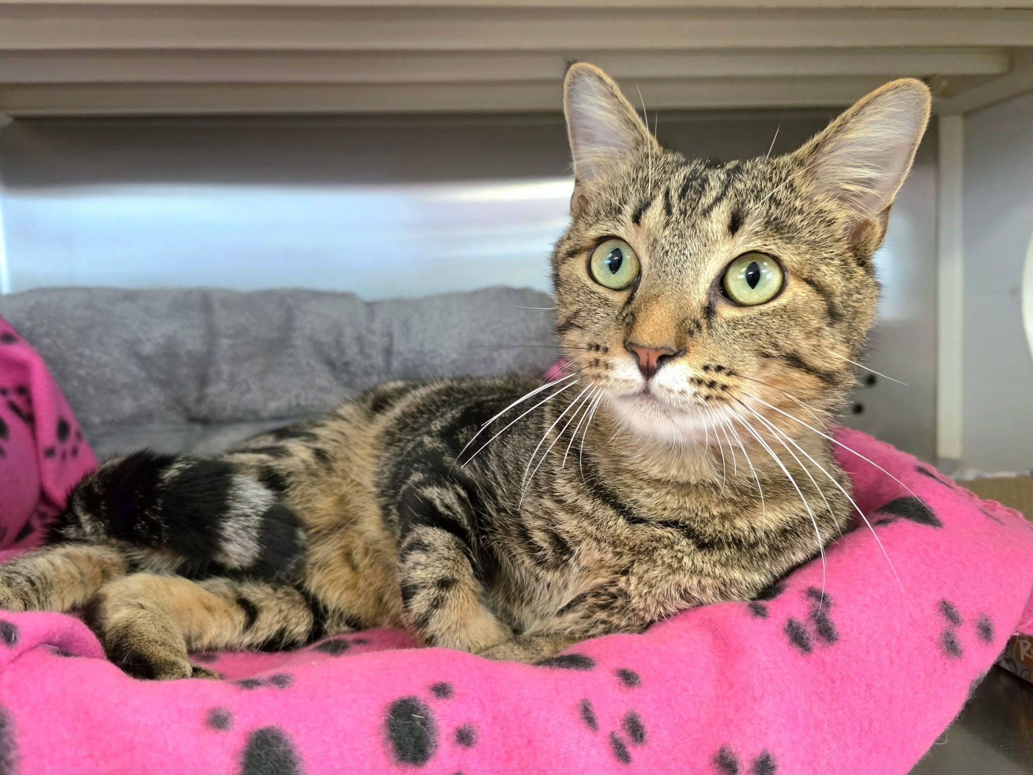 Enlarge Visi, an adopted Tabby in Oak Ridge, TN image 2/3