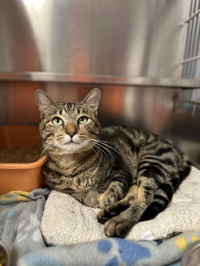 Visi, adopted, Adult Male Tabby.