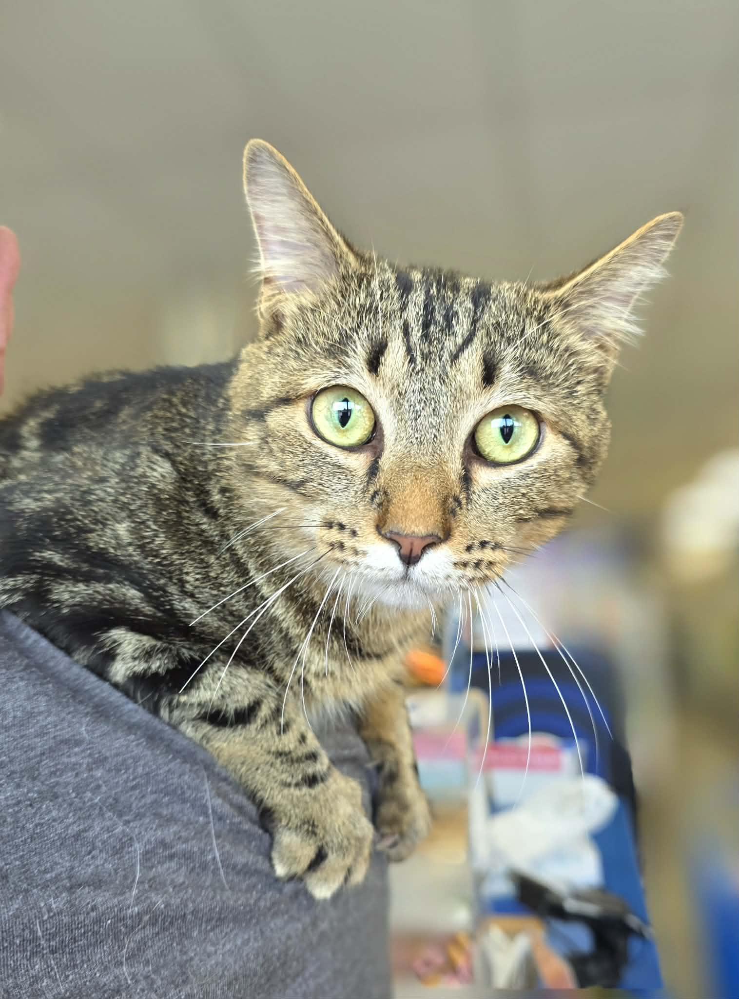 Enlarge Visi, an adopted Tabby in Oak Ridge, TN image 3/3