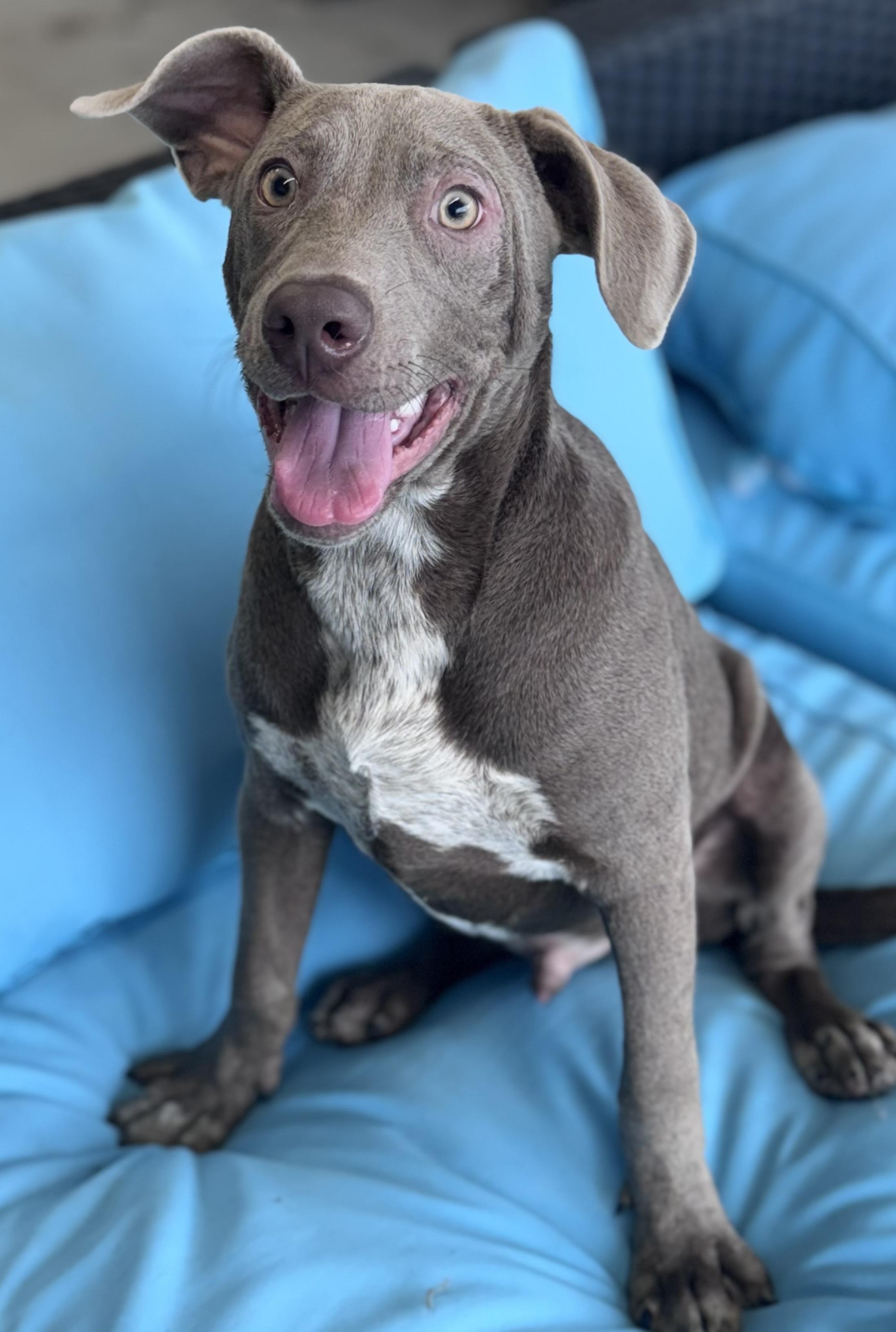 Enlarge Simba, a ADOPTABLE mixed breed in Mobile, AL image 2/2