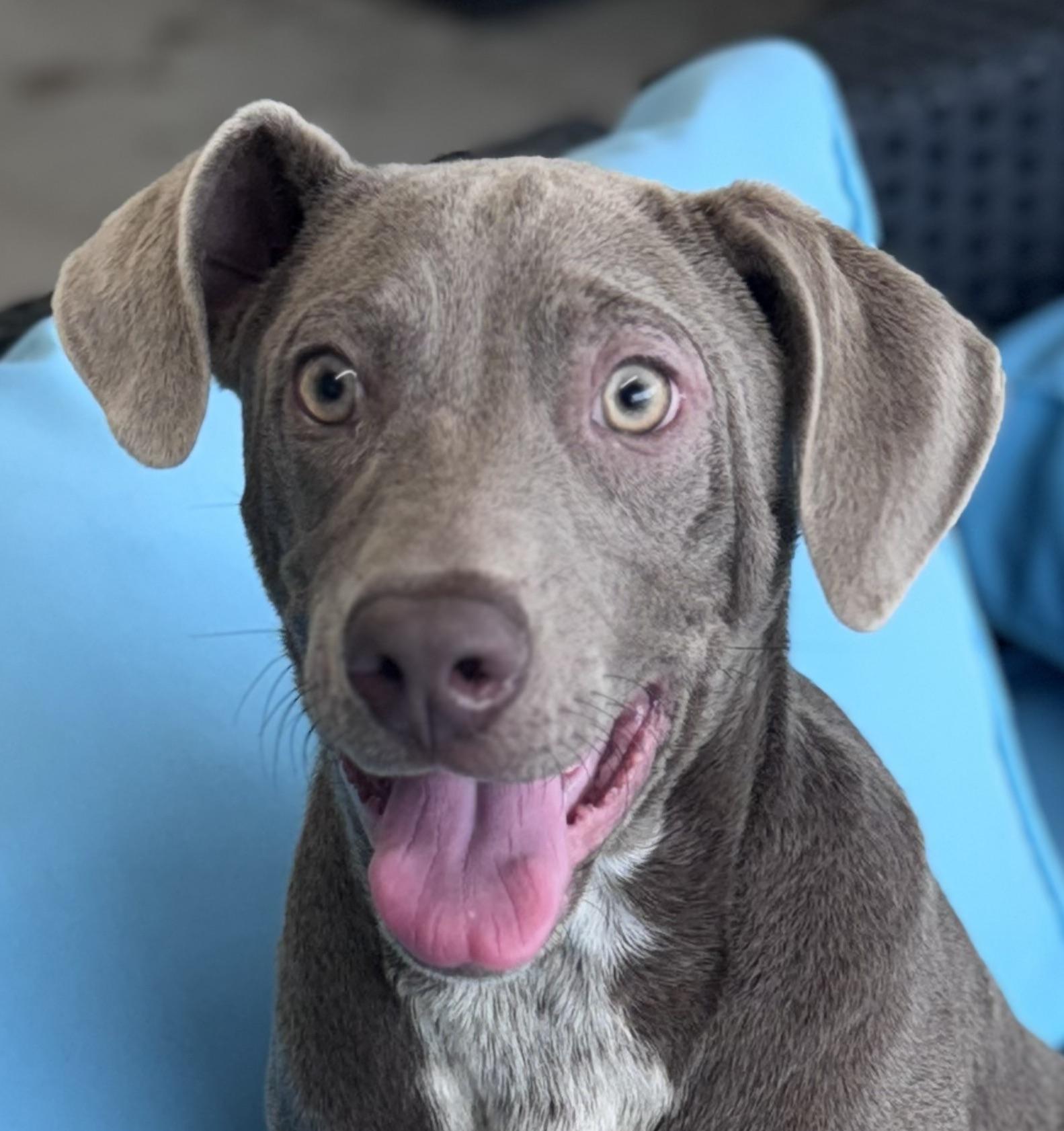 Simba, ADOPTABLE, Puppy Male Weimaraner.