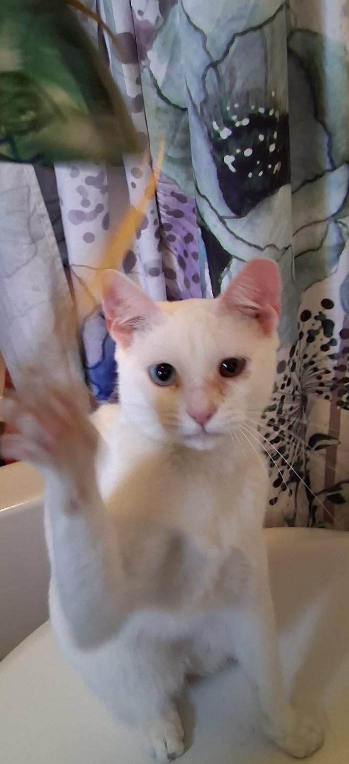 Goyo, a ADOPTABLE Domestic Short Hair in Franklin, MA image 2/3