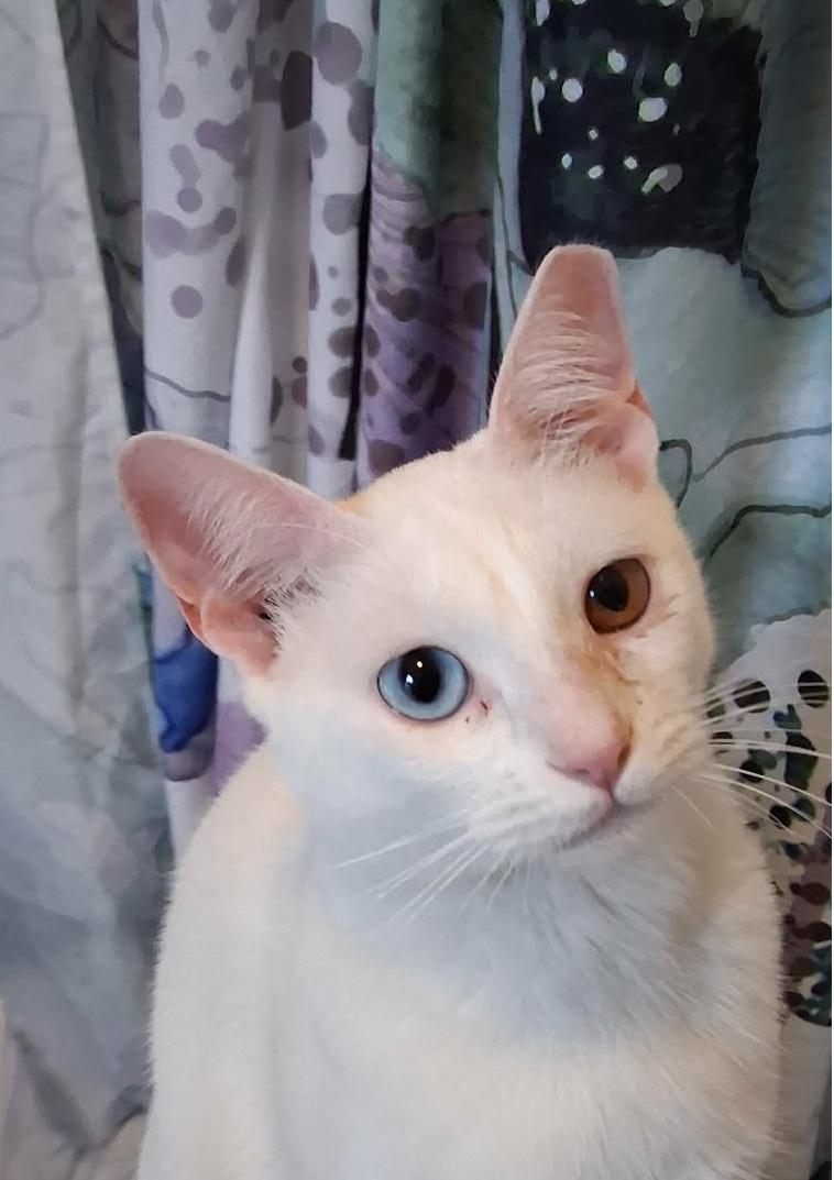 Goyo, ADOPTABLE, Young Male Domestic Short Hair.