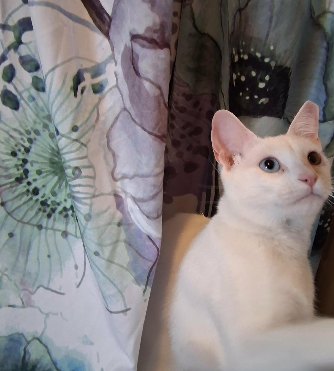 Goyo, a ADOPTABLE Domestic Short Hair in Franklin, MA image 3/3