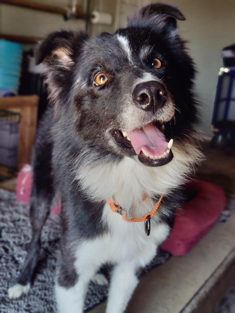 Lego, Adoptable, Adult Male Border Collie.