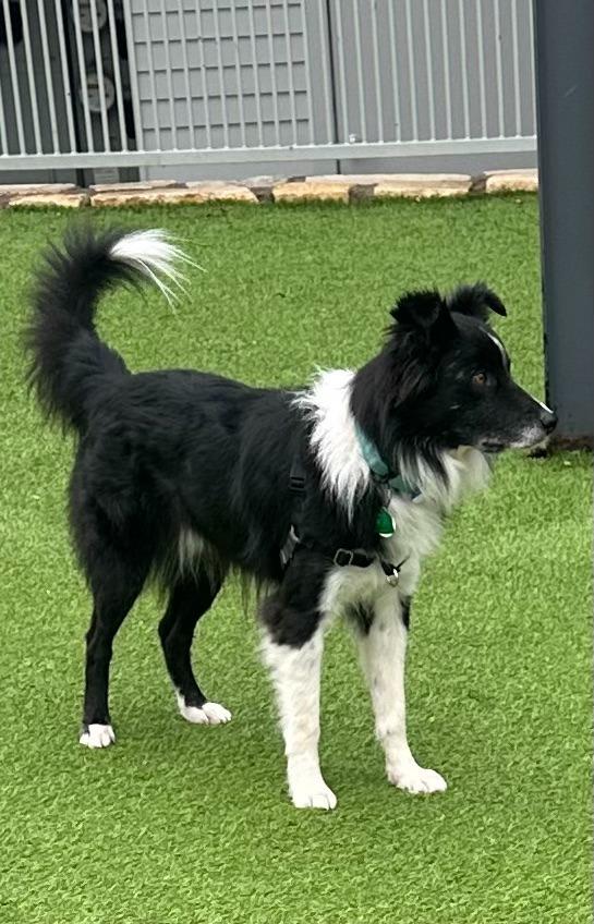 Enlarge Lego, a Adoptable Border Collie in The Woodlands, TX image 4/6