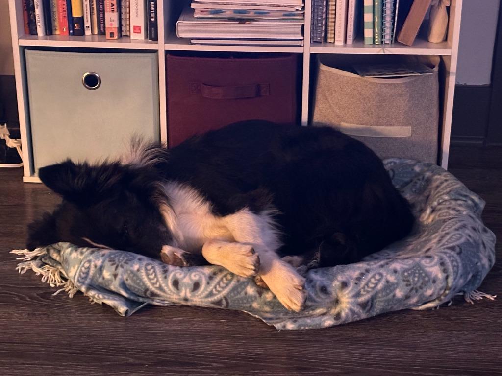 Enlarge Lego, a Adoptable Border Collie in The Woodlands, TX image 5/6