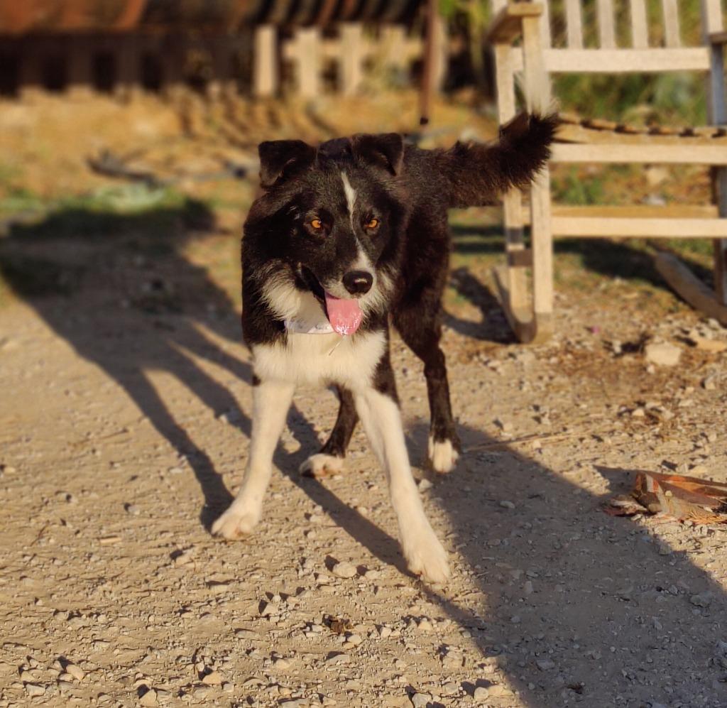 Enlarge Lego, a Adoptable Border Collie in The Woodlands, TX image 6/6