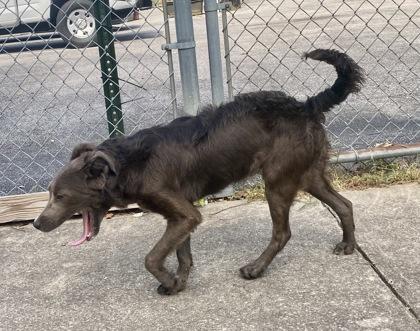 Georgia, a ADOPTABLE Shepherd in Glasgow, KY image 2/2