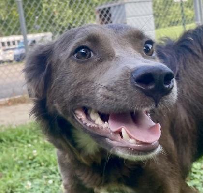 Georgia, a ADOPTABLE Shepherd in Glasgow, KY image 1/2