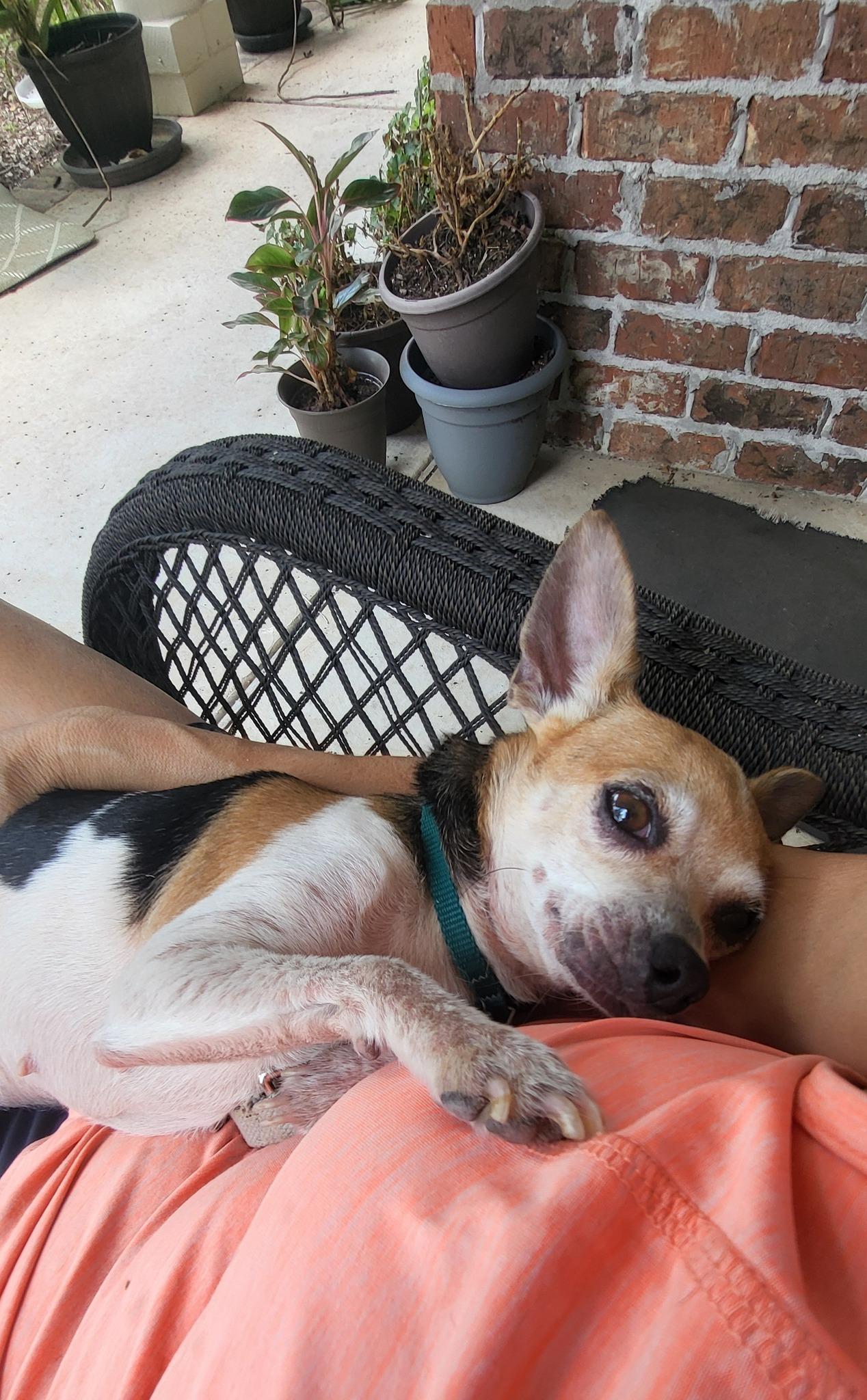 Enlarge Ladybug, a Adoptable Chihuahua in Austin, TX image 5/5