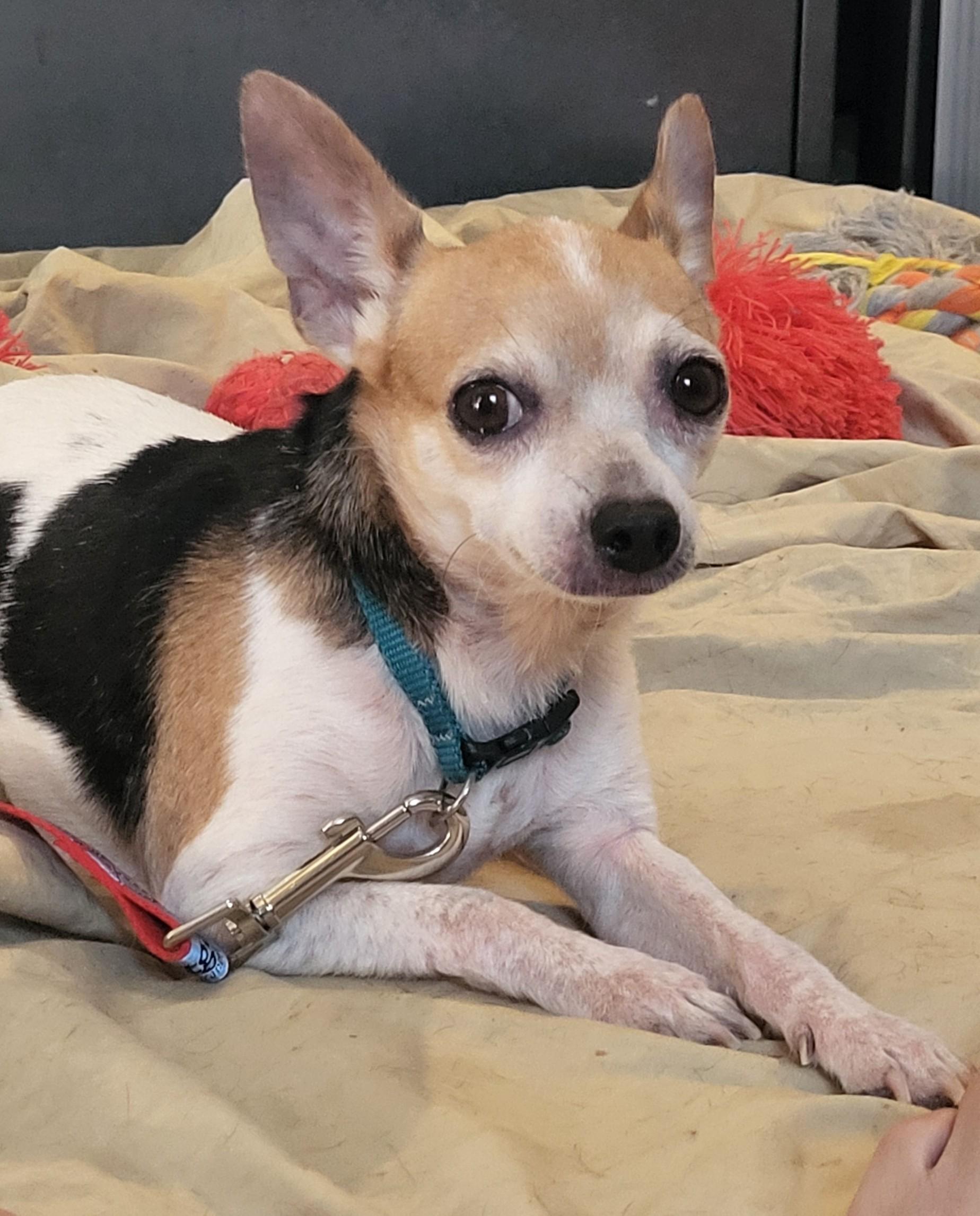 Enlarge Ladybug, a Adoptable Chihuahua in Austin, TX image 3/5