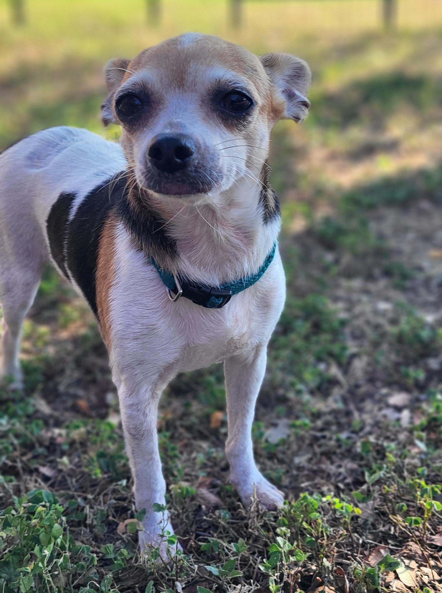 Enlarge Ladybug, a Adoptable Chihuahua in Austin, TX image 2/5