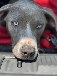 Buddha, Adoptable, Young Male Mixed Breed.