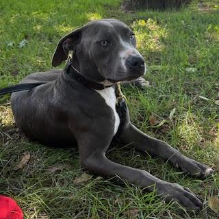 Enlarge Buddha, a Adoptable Mixed Breed in Silver Spring, MD image 2/4