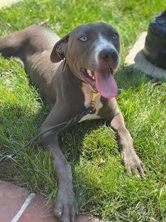 Enlarge Buddha, a Adoptable Mixed Breed in Silver Spring, MD image 3/4