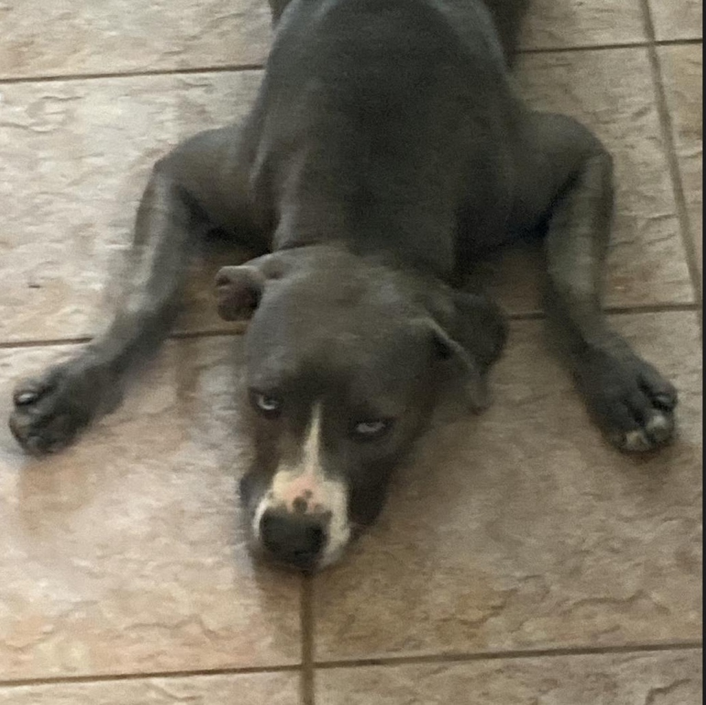 Buddha, Adoptable, Young Male Mixed Breed.