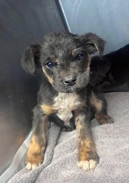 Enlarge Applejack, a Adoptable mixed breed in Lawrenceville, GA image 1/1