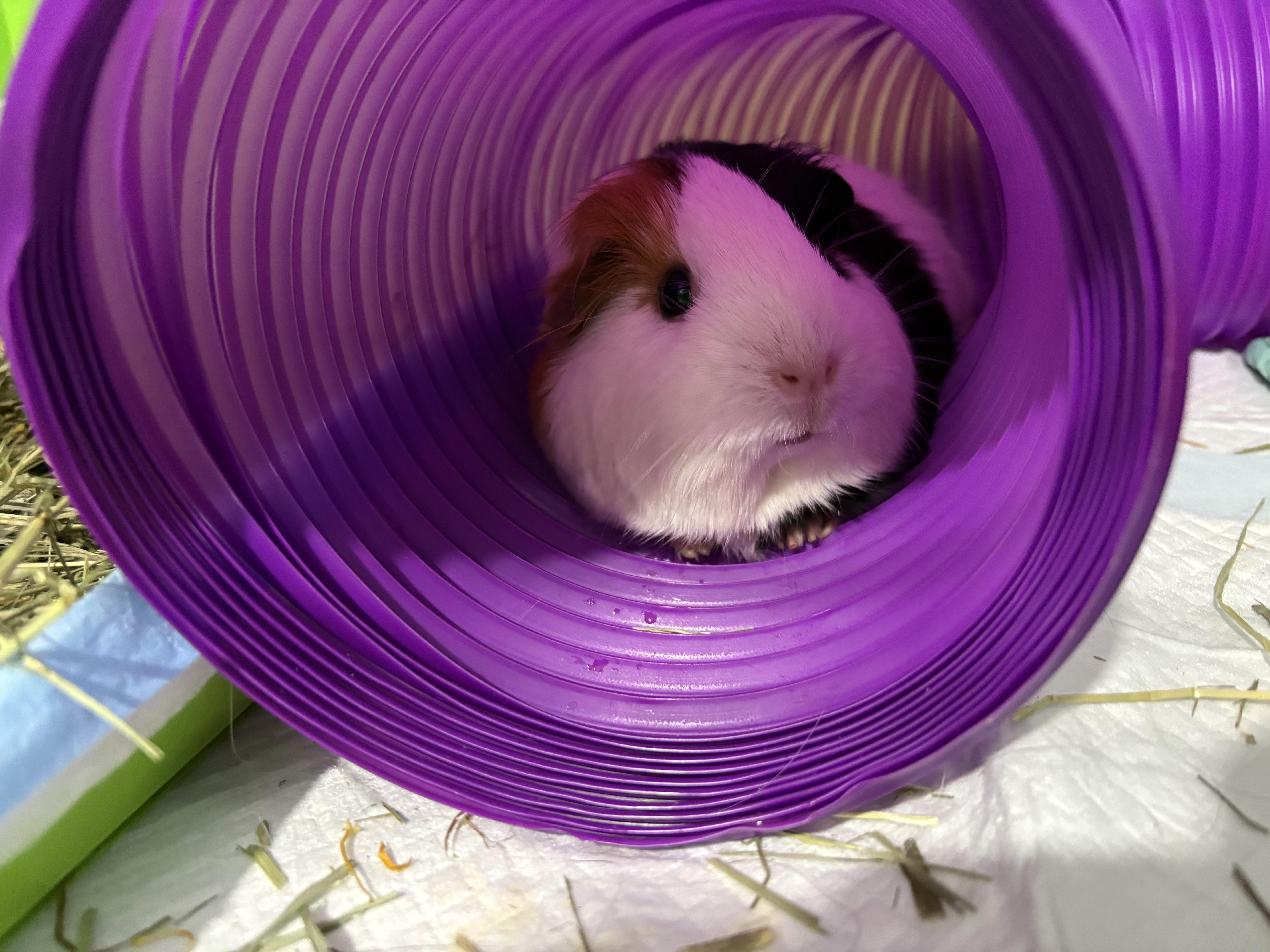 Enlarge Cinnamon and Apple Pie, an adopted mixed breed in Howell, NJ image 2/2