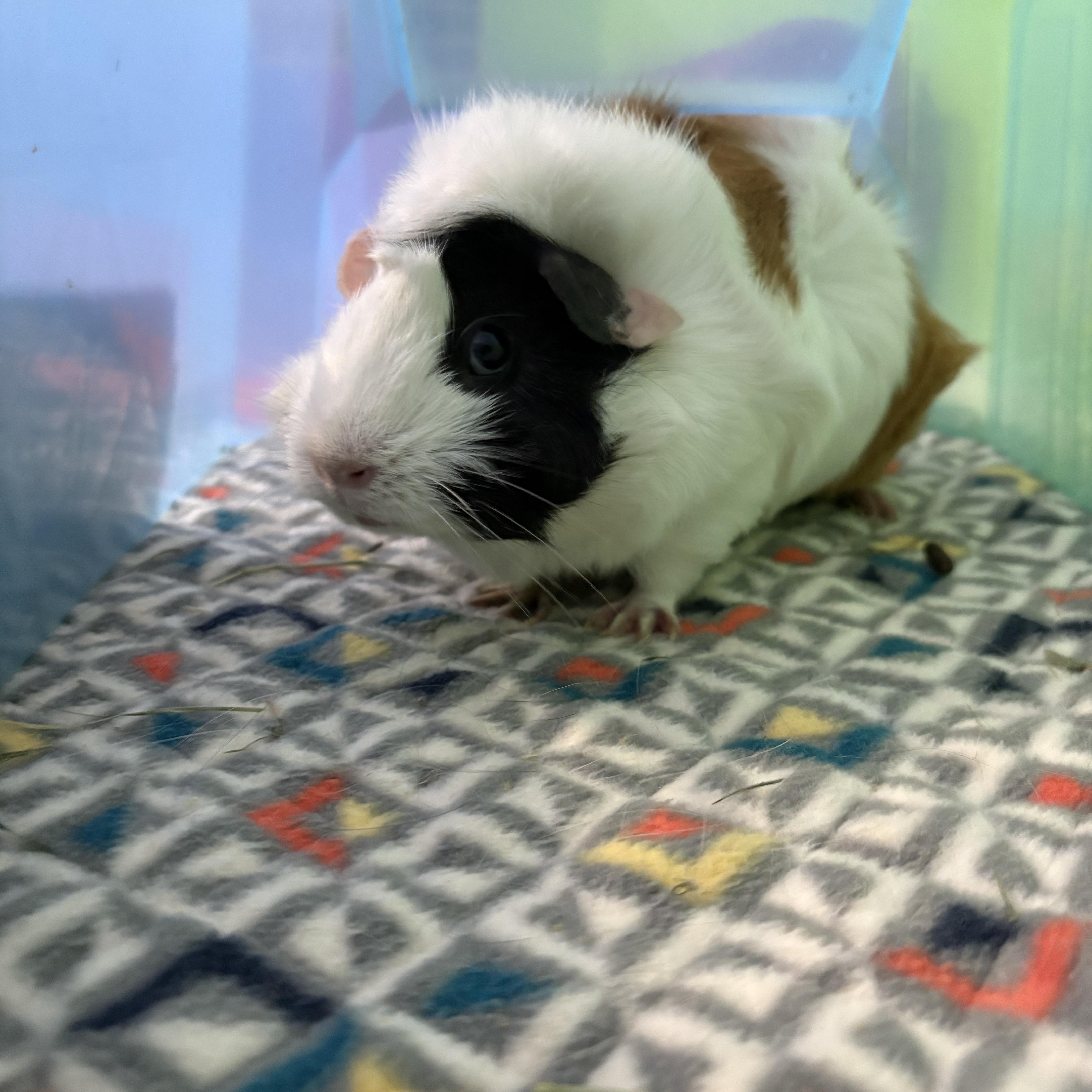 Enlarge Cinnamon and Apple Pie, an adopted mixed breed in Howell, NJ image 1/2