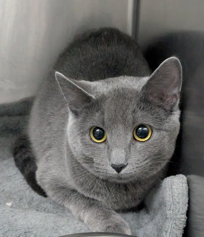 Enlarge Sassy, a Adoptable Domestic Short Hair in Oconto, WI image 1/1