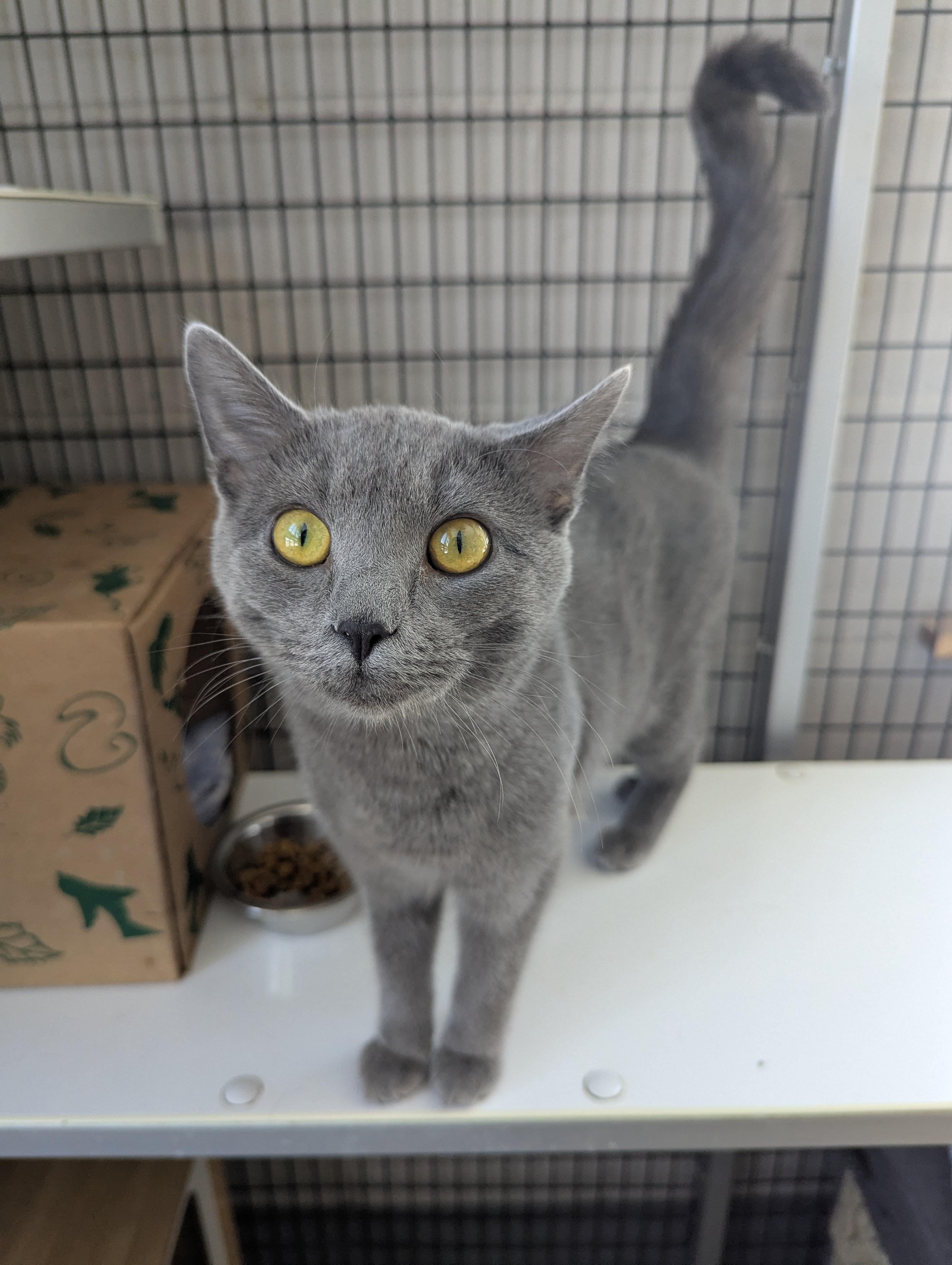 Enlarge Sassy, a Adoptable Domestic Short Hair in Oconto, WI image 4/6