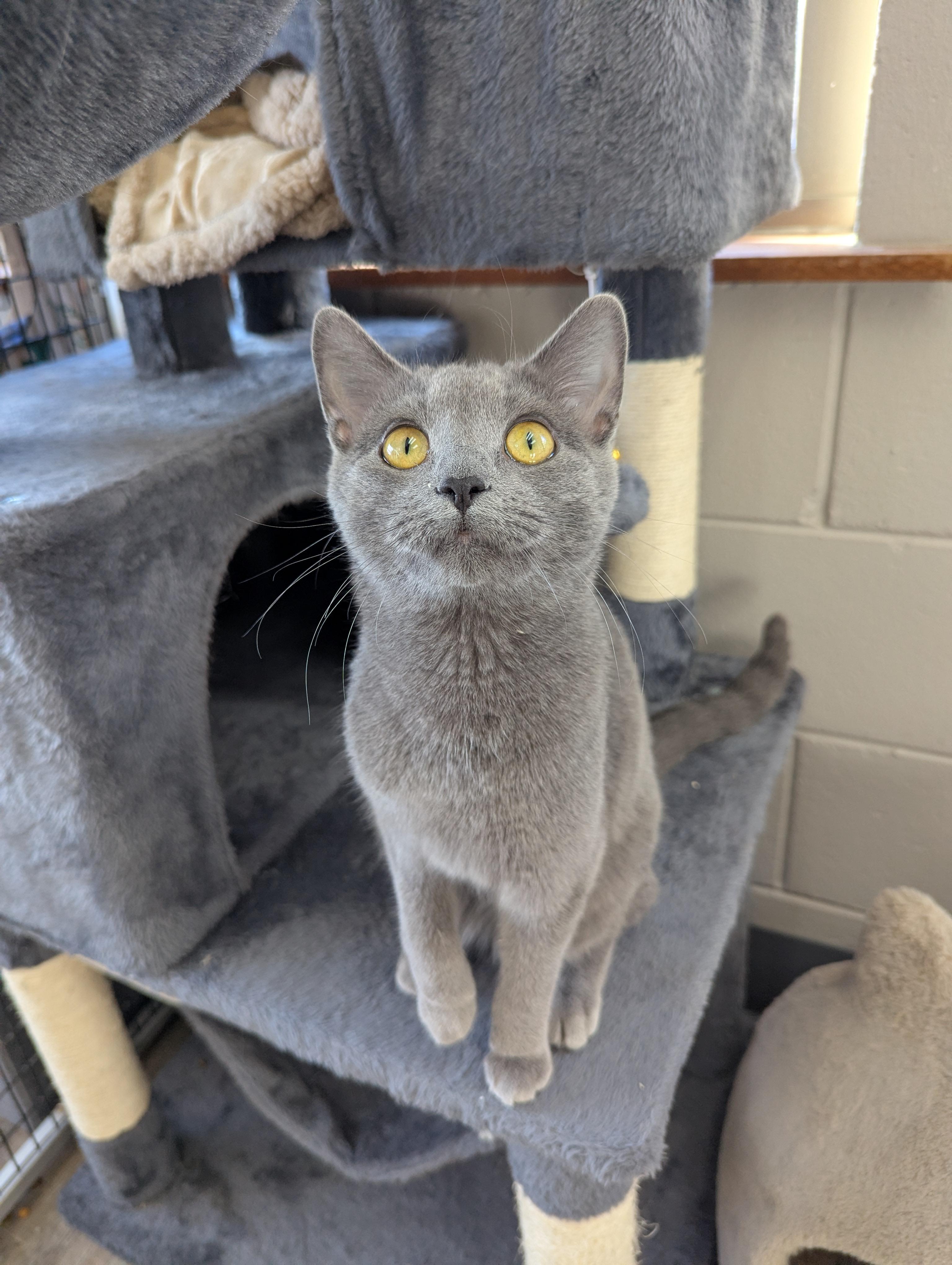 Enlarge Sassy, a Adoptable Domestic Short Hair in Oconto, WI image 6/6