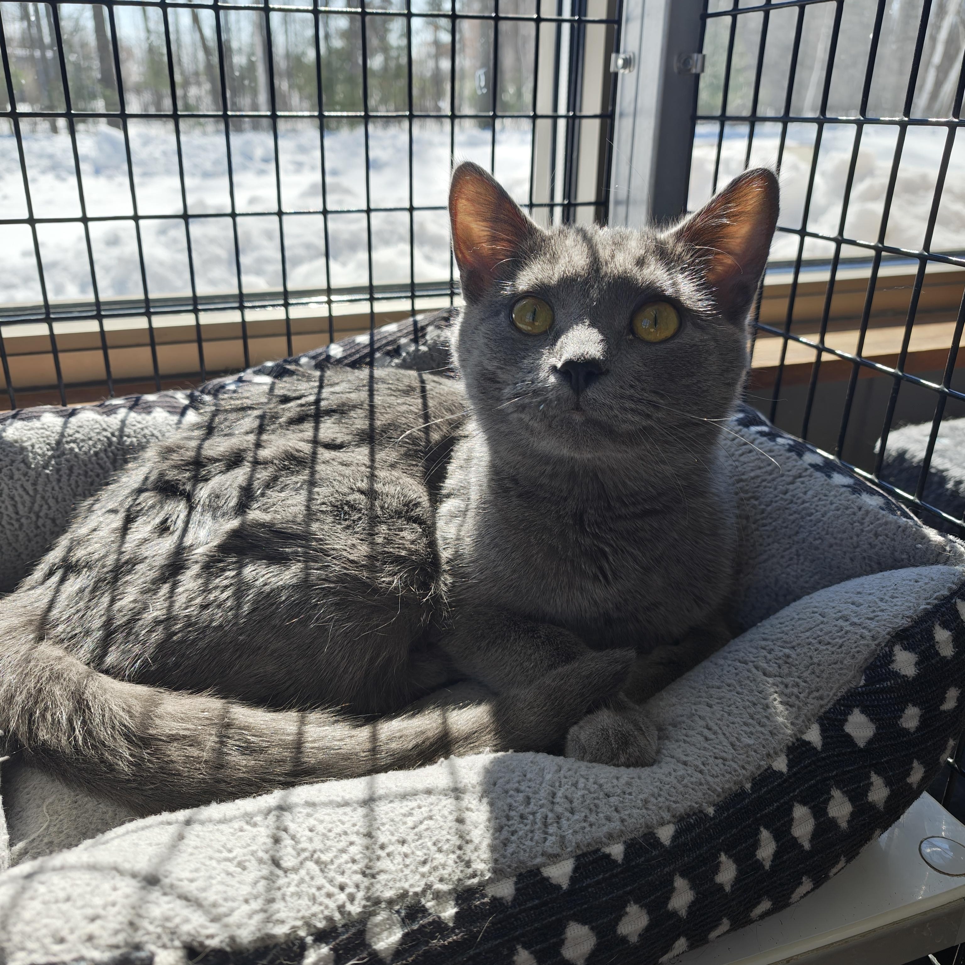 Enlarge Sassy, a Adoptable Domestic Short Hair in Oconto, WI image 3/6