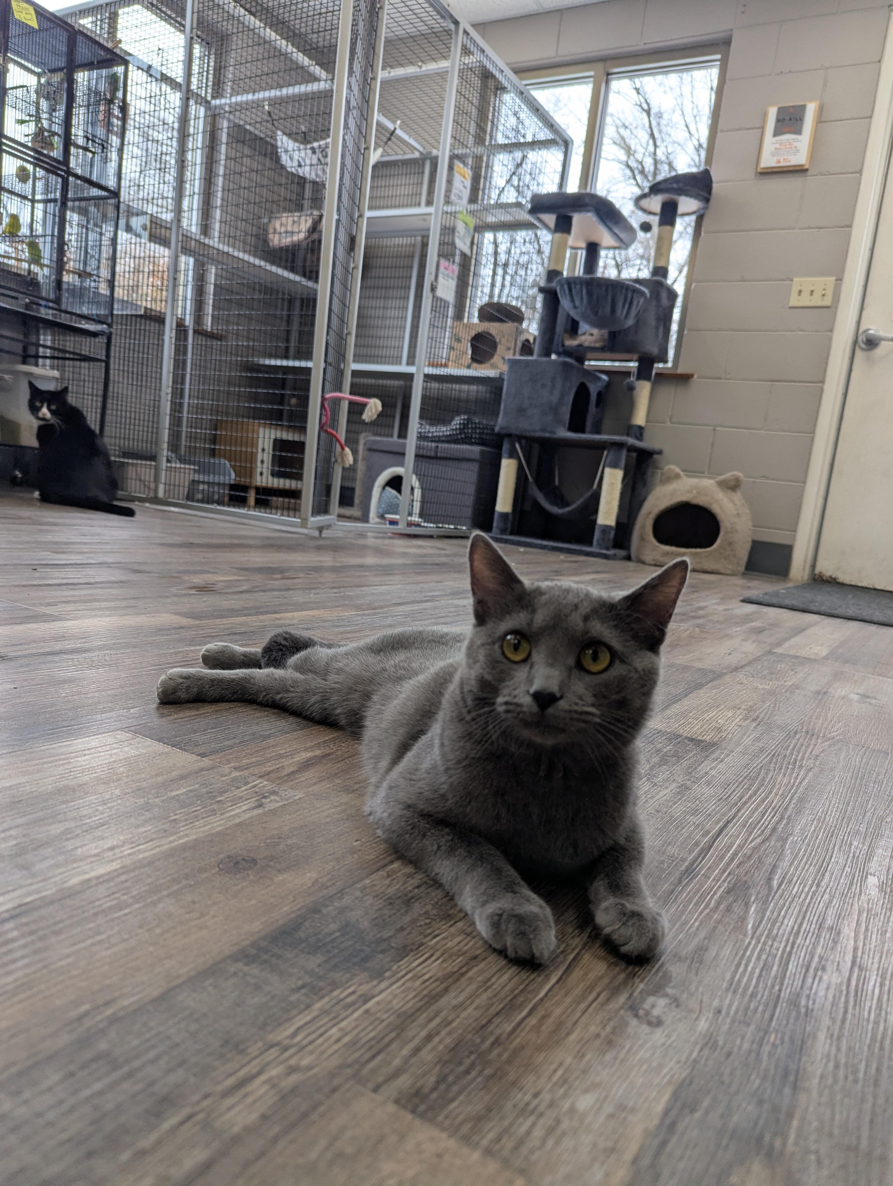 Enlarge Sassy, a Adoptable Domestic Short Hair in Oconto, WI image 5/6