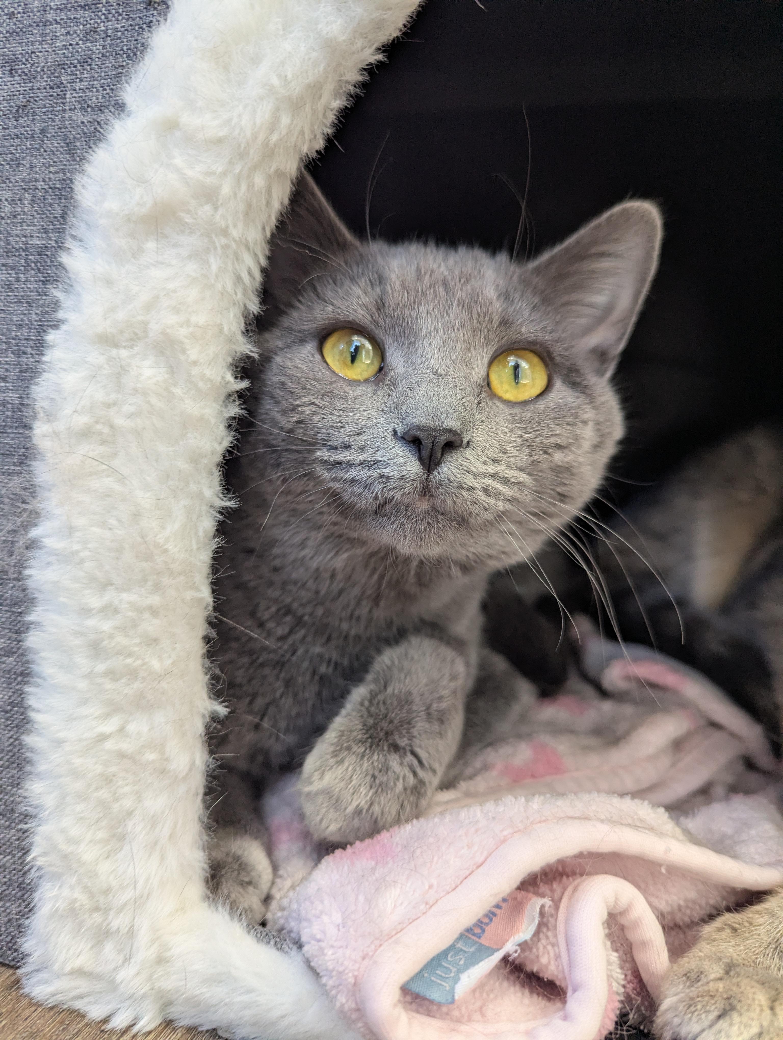 Sassy, Adoptable, Adult Female Domestic Short Hair.