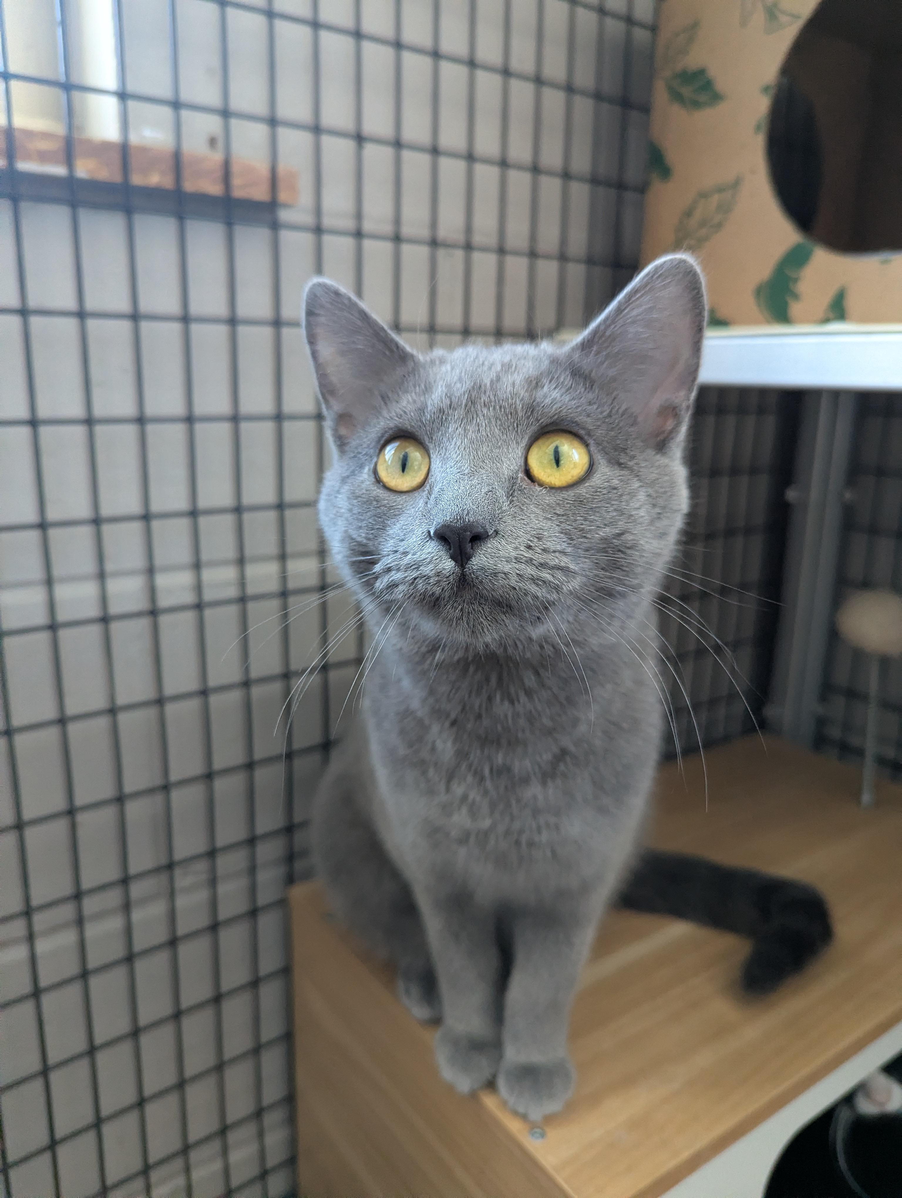 Enlarge Sassy, a Adoptable Domestic Short Hair in Oconto, WI image 1/6