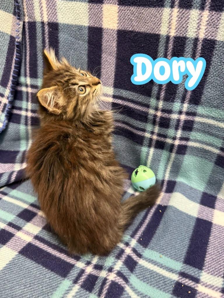 Dory, Adoptable, Kitten Female Domestic Long Hair.