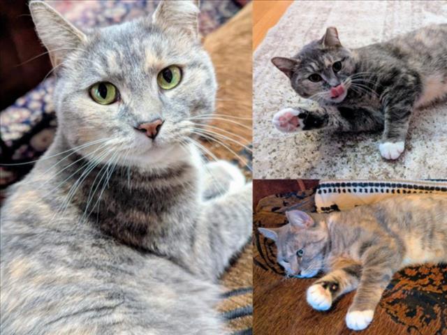 CIELO, Adoptable, Young Female Domestic Short Hair.