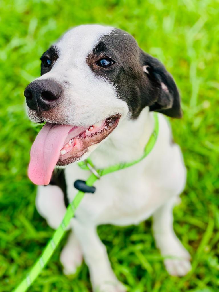 Enlarge Lucy Mae, a Adoptable mixed breed in Chickamauga , GA image 1/3