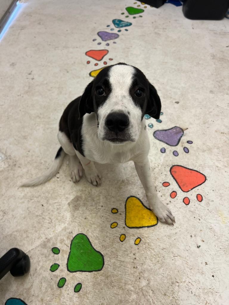 Enlarge Lucy Mae, a Adoptable mixed breed in Chickamauga , GA image 2/3