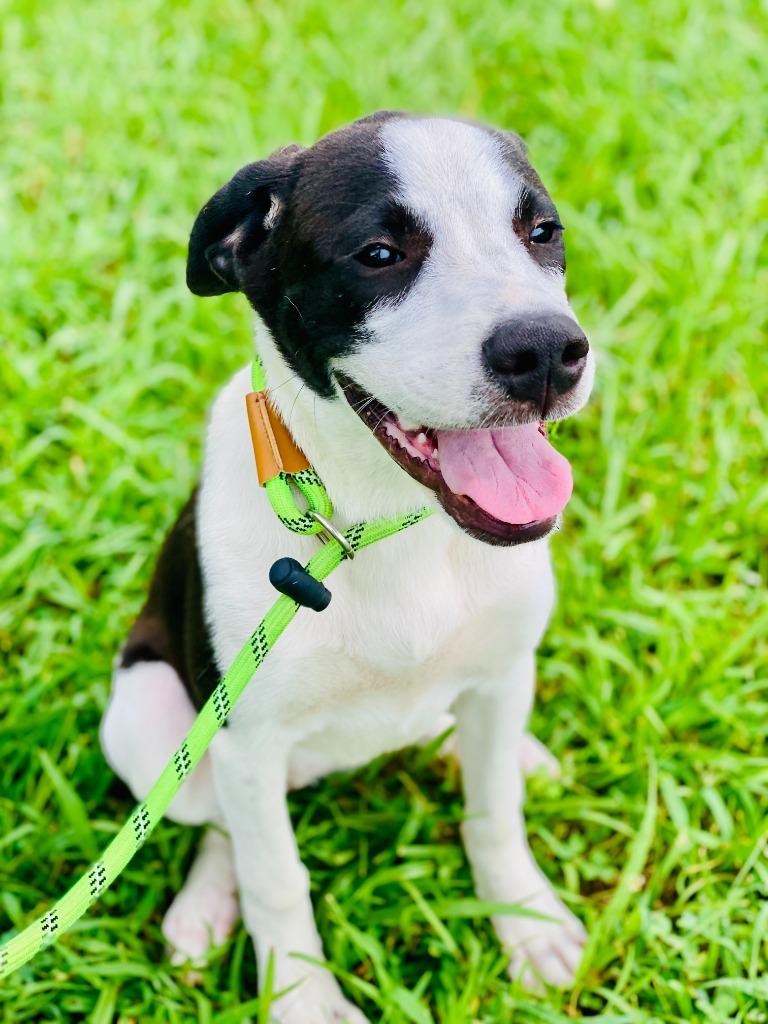 Enlarge Lucy Mae, a Adoptable mixed breed in Chickamauga , GA image 3/3