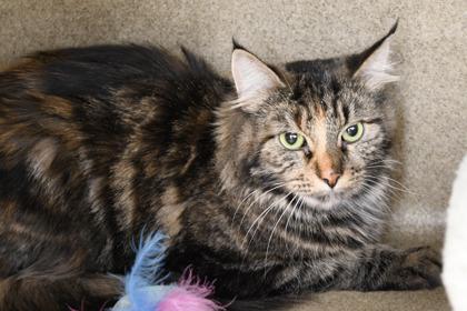 Enlarge Tabitha, a Adoptable Domestic Short Hair in Scotia, NY image 1/2