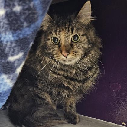 Enlarge Tabitha, a Adoptable Domestic Short Hair in Scotia, NY image 2/2