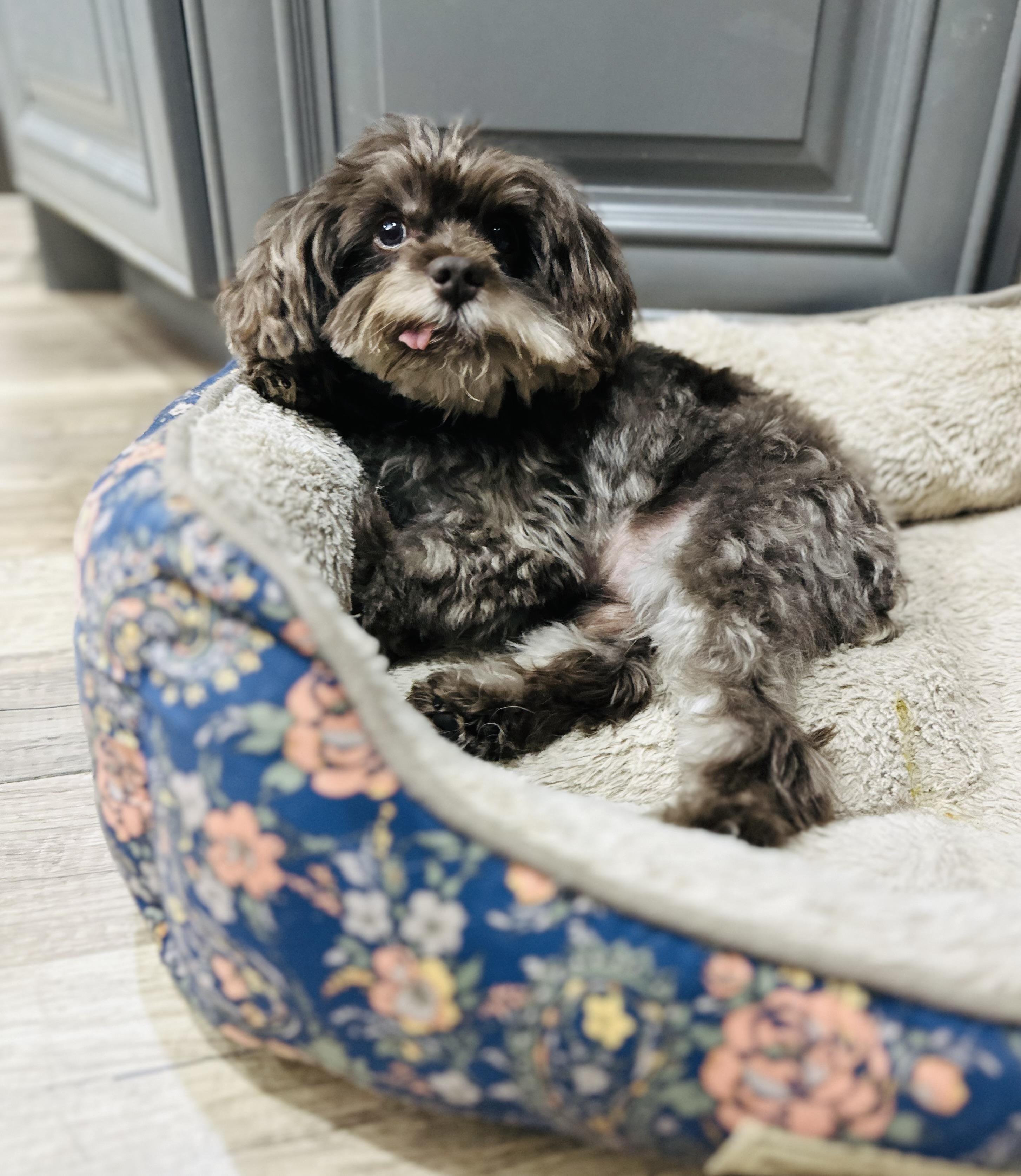 Gary, Adoptable, Senior Male Schnauzer.