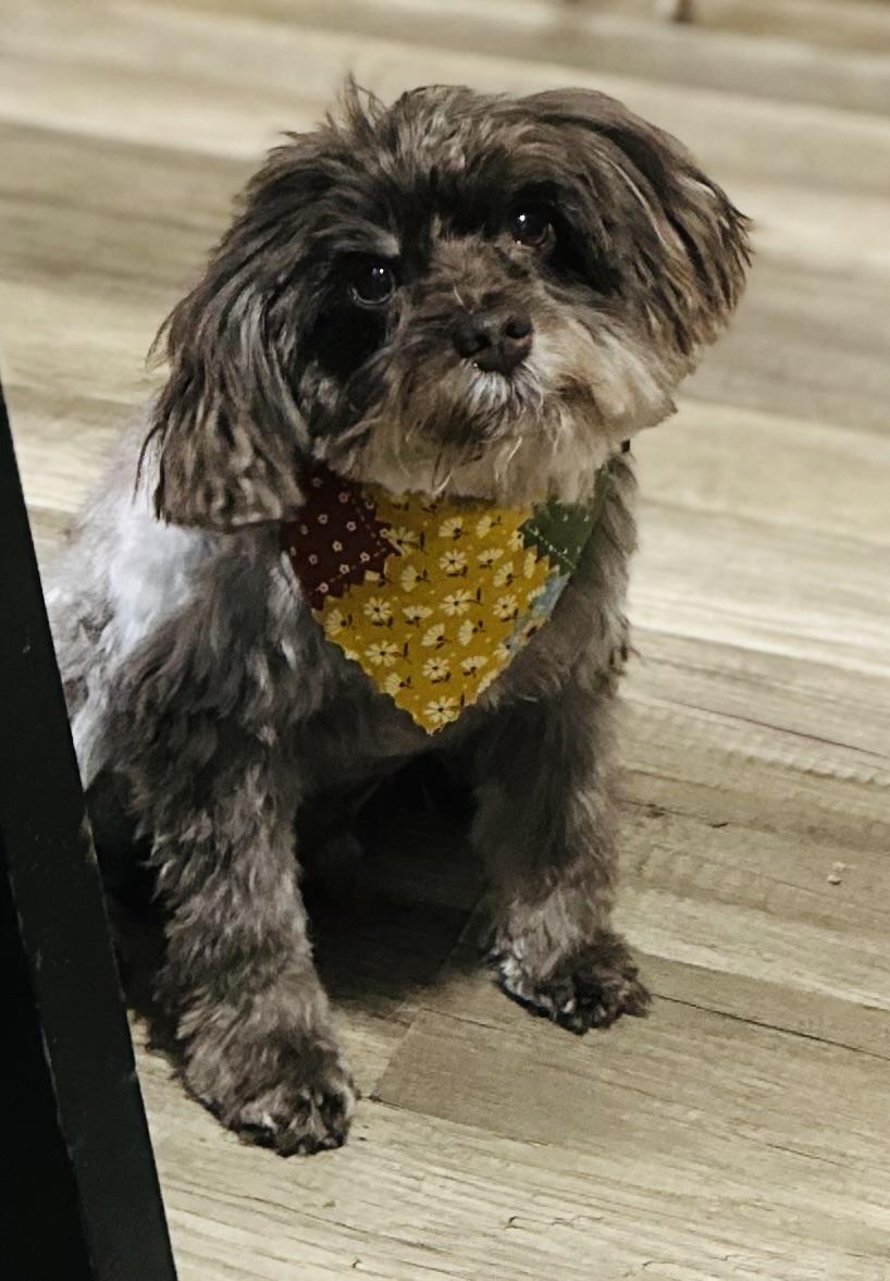 Gary, a Adoptable mixed breed in Orlando, FL image 2/3