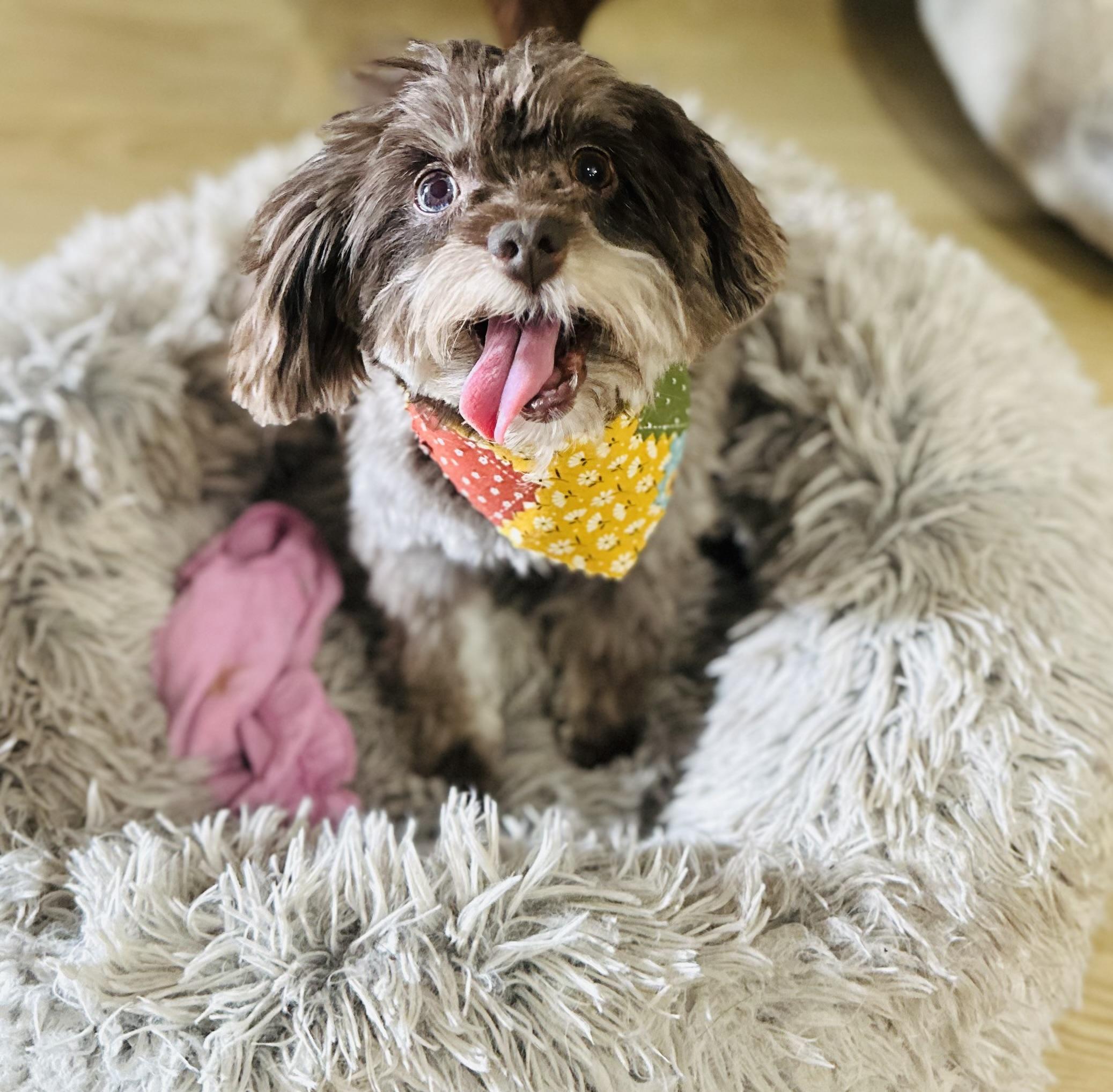 Gary, a Adoptable mixed breed in Orlando, FL image 3/3