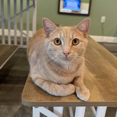 Rocky, Adoptable, Young Male Domestic Short Hair.