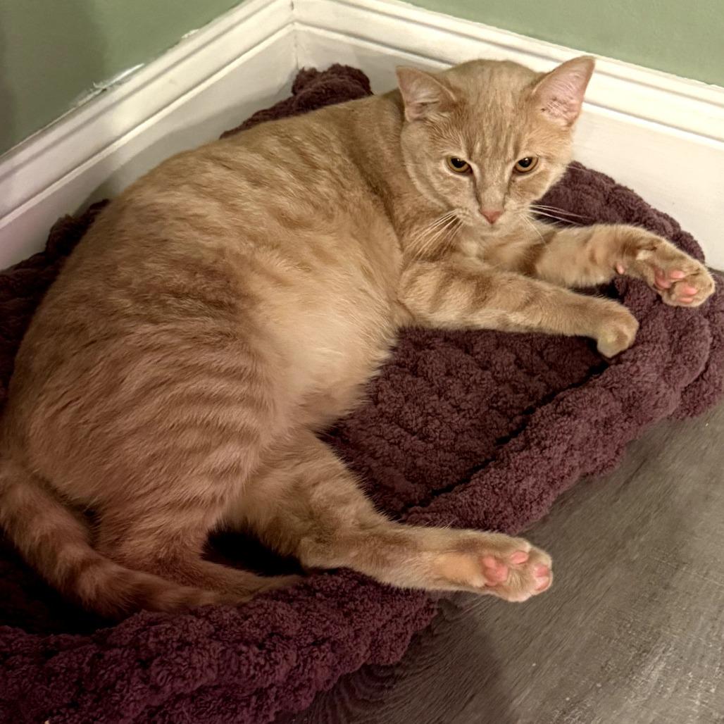 Rocky, a Adoptable Domestic Short Hair in Jefferson city, TN image 3/3