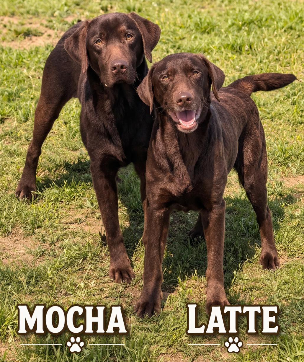 Enlarge Mocha & Latte, an adoptable Chocolate Labrador Retriever in Momence, IL image 1/1