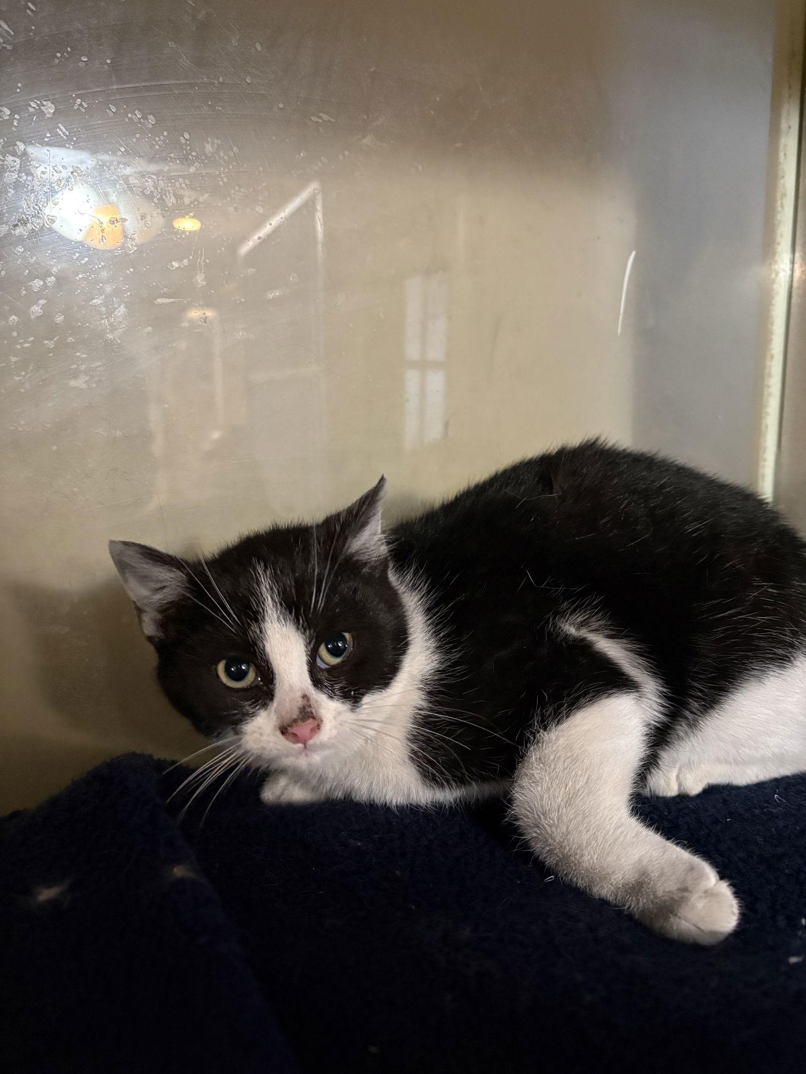 Patches, Adopted, Kitten Female Domestic Short Hair.